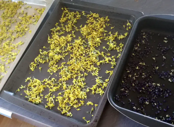 Trobentica po sušenju izgubi veliko vode, zaradi česar se njen volumen izjemno zmanjša. Zeliščar ima po sušenju občutek, da mu jo je nekdo nekoliko izmaknil. :)