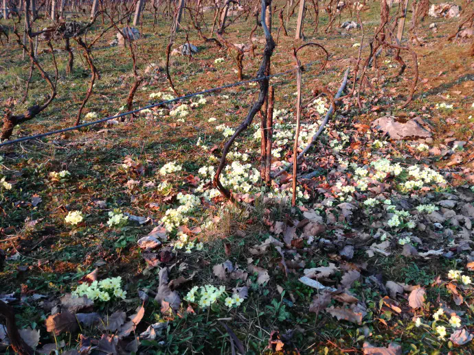 Trobentice med vinskimi trtami, osvetljene z zgodnjim spomladanskim soncem