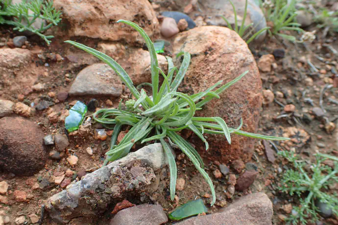 Čaj oziroma prelivek iz semen jajčastega trpotca uživamo ob neurejeni prebavi, zaprtju, driski, težavah s hemoroidi, ob povišanem holesterolu in povišanem sladkorju v krvi.