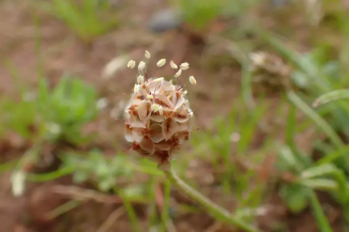 Sluzi, ki so prisotne v semenu jajčastega trpotca pospešujejo črevesno peristaltiko in s tem iztrebljanje blata.