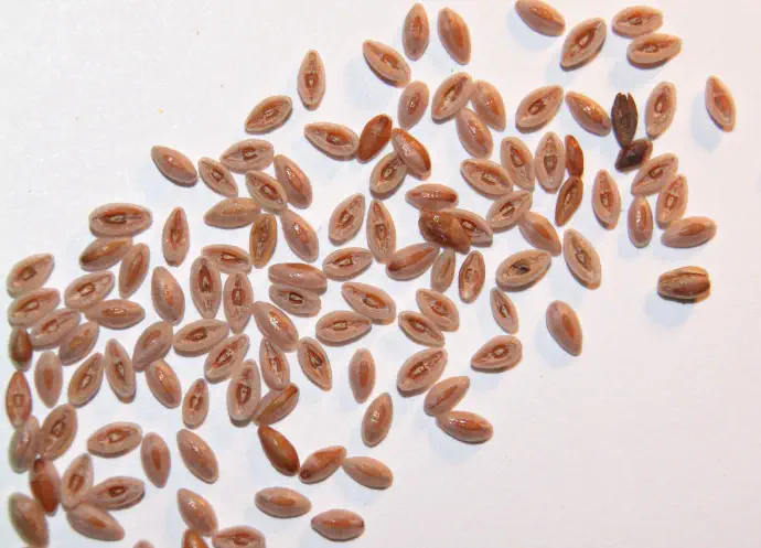 Semena jajčastega trpotca so svetlo rjave barve, včasih celo nekoliko rožnatih odtenkov in čolničaste oblike.