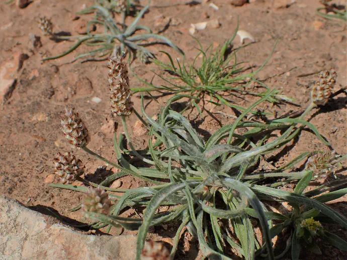 Uživanje semen jajčastega trpotca nima pogostih neželenih učinkov. V kolikor droge ne zaužijemo z zadostno količino vode lahko pride do na primer zastoja blata v črevesju.