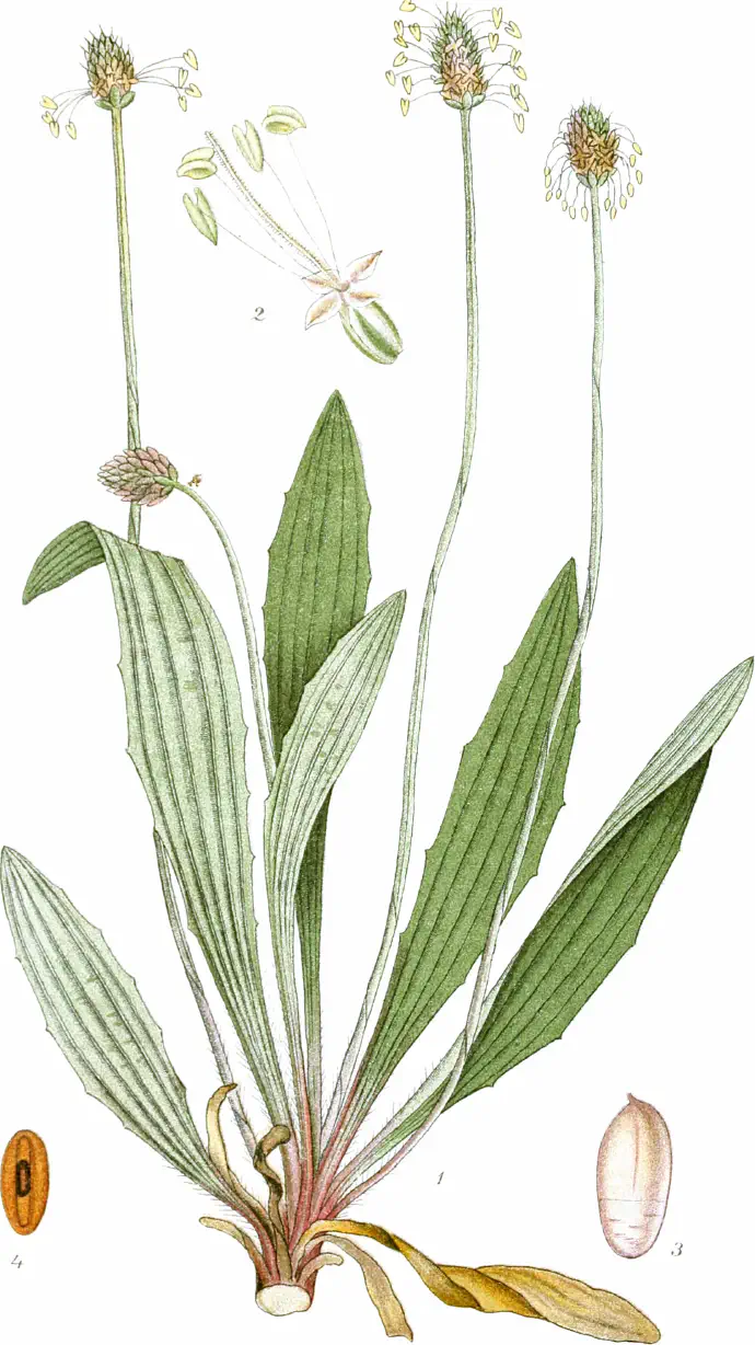 Ilustriran prikaz podolgovatih listov in socvetja ozkolistnega trpotca v naravi.