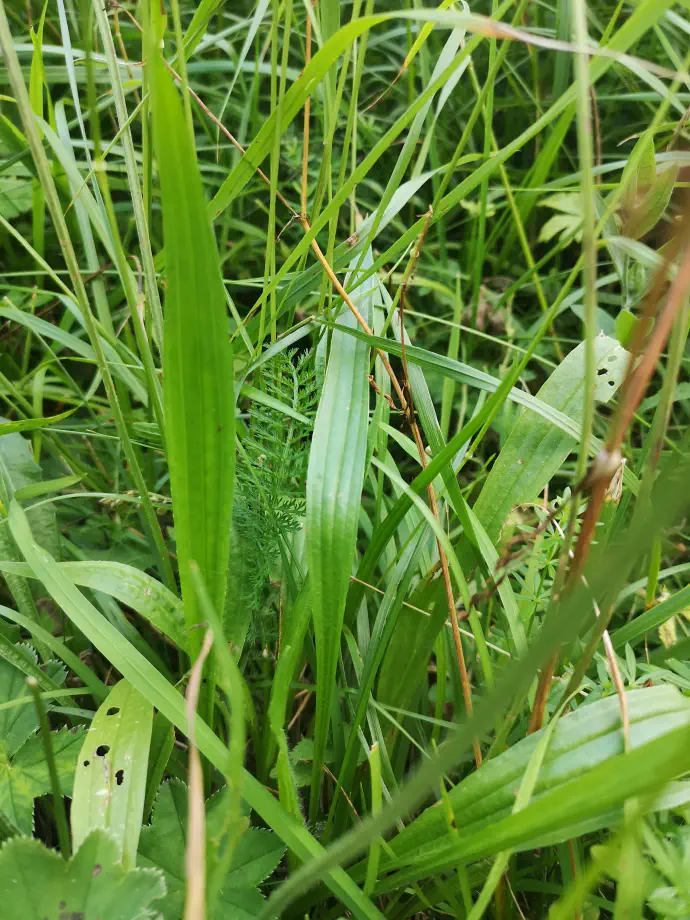Trpotčev sirup je še bolj učinkovita alternativa čaju, ki ga lahko pripravimo tudi sami doma.