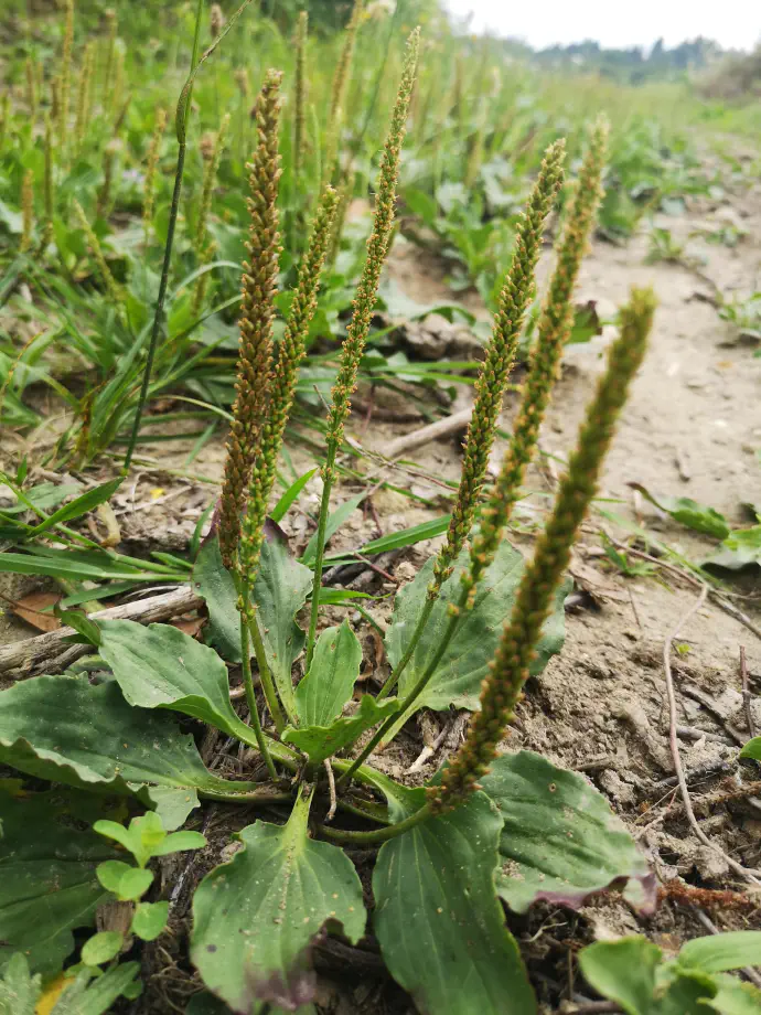 Čaj ali poparek uporabljamo ob vnetju dihalnih poti, vnetju ustne sluznice in žrela, ob kašlju, vnetju sečil in za pospešitev izločanja seča.