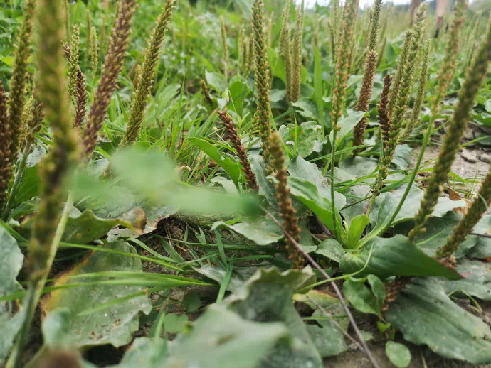 Veliki trpotec je zelo pogosta travniška rastlina, ki raste na suhih in gnojenih travnikih, pašnikih, ob poteh, meliščih, tako v nižinah kot v višjih predelih.