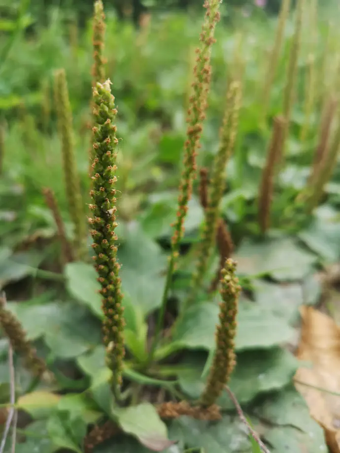 Socvetje je klas, ki lahko v dolžino zraste od 1 do 30 cm. Veliki trpotec cveti od maja do septembra.