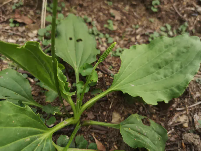 Širokolistni trpotec je že od nekdaj poznan kot zelo zdravilno zelišče.