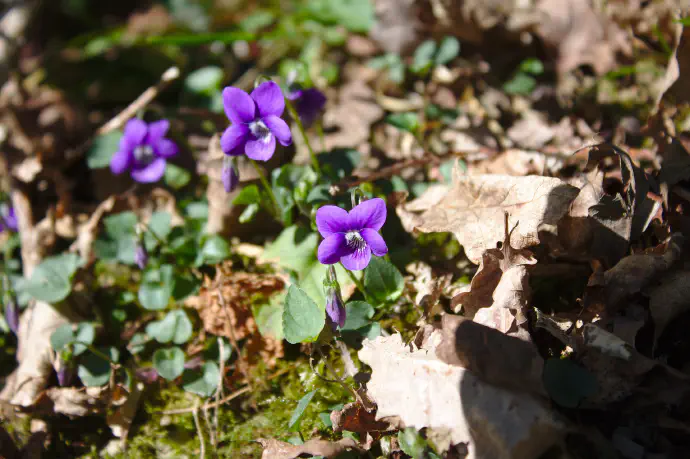 Viola odorata, kot jo imenujemo po latinsko, ima vijolične cvetove, ki izjemno lepo dišijo.